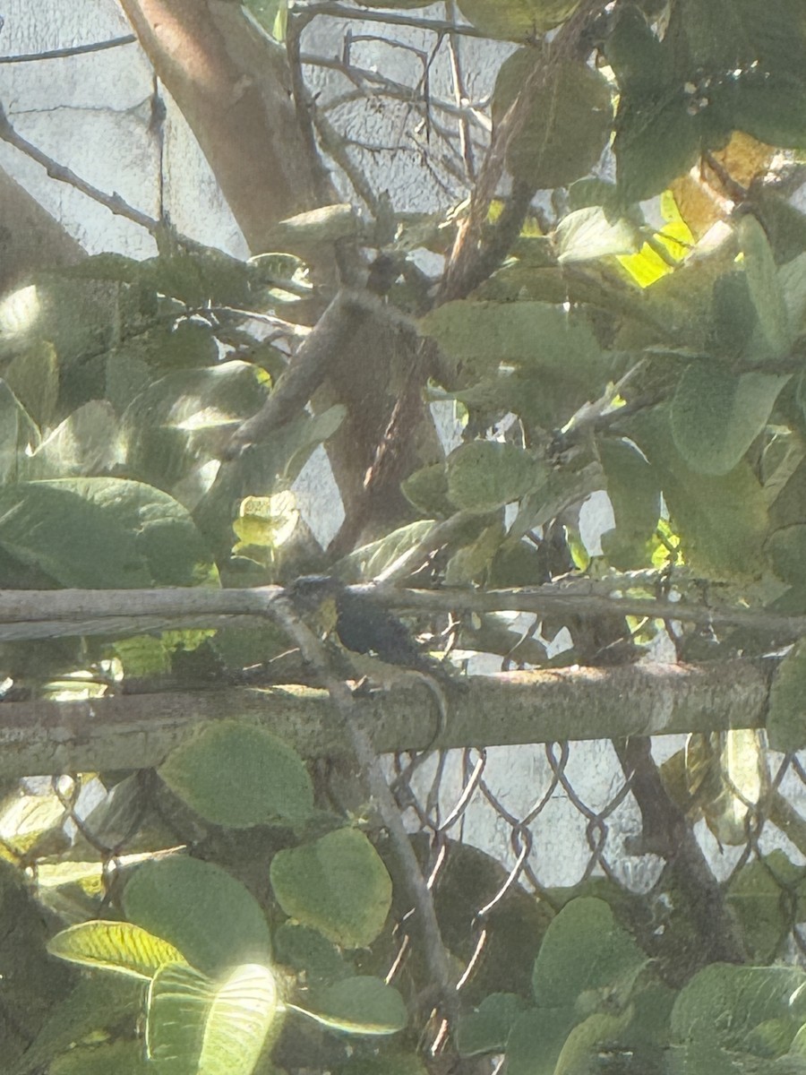 Bananaquit (Puerto Rico) - ML647692573