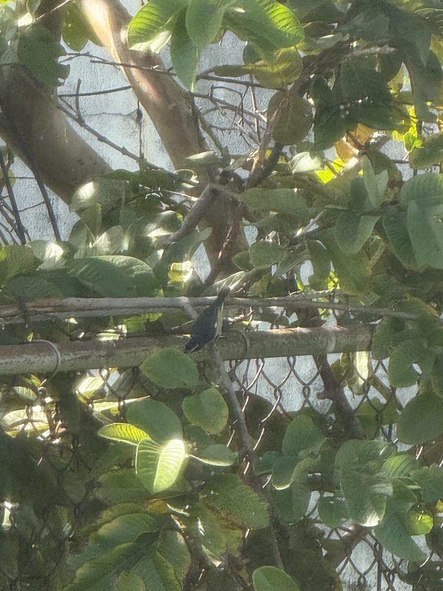 Bananaquit (Puerto Rico) - ML647692576