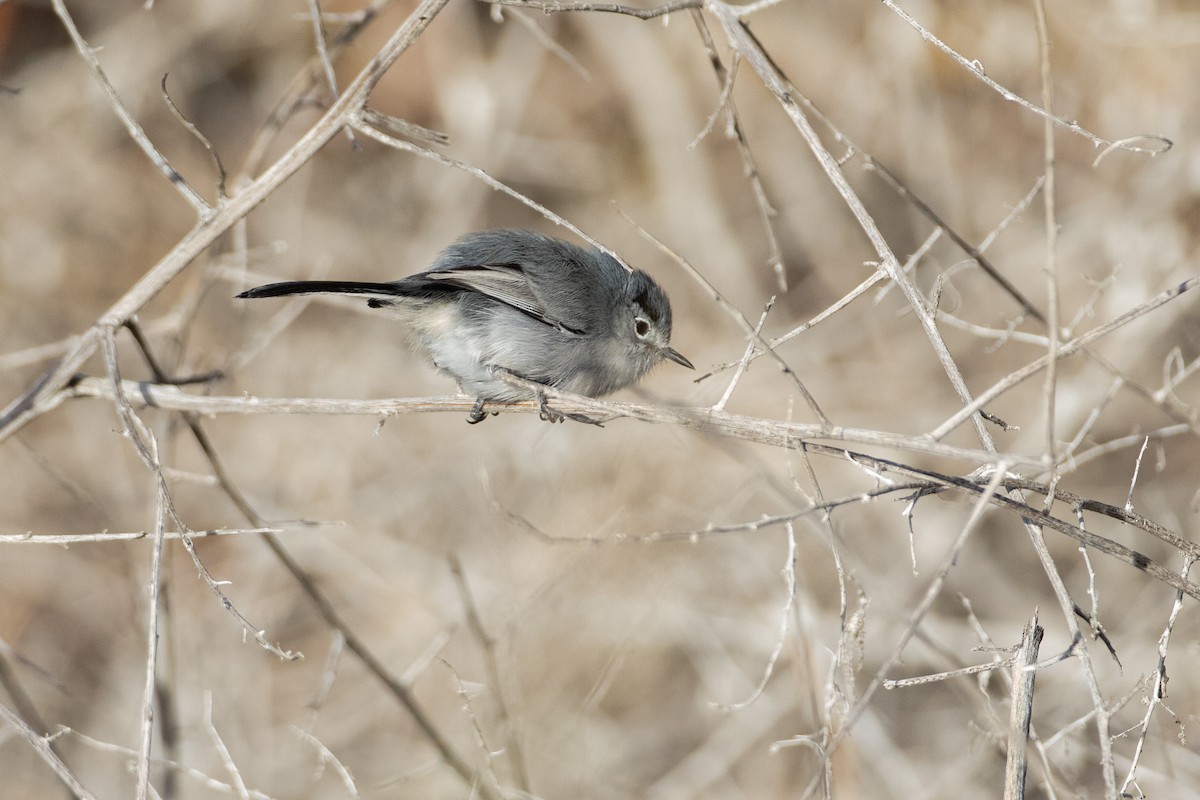 Black-tailed Gnatcatcher - ML647692583
