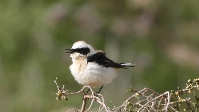Eastern Black-eared Wheatear - ML647692589