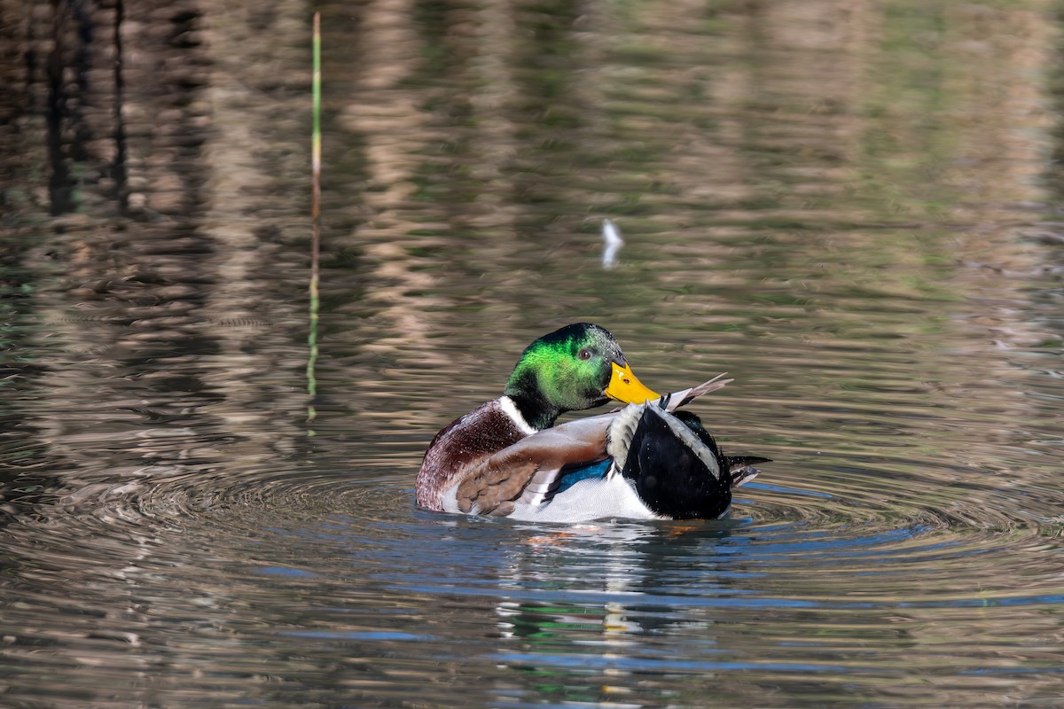 Mallard - ML647692590