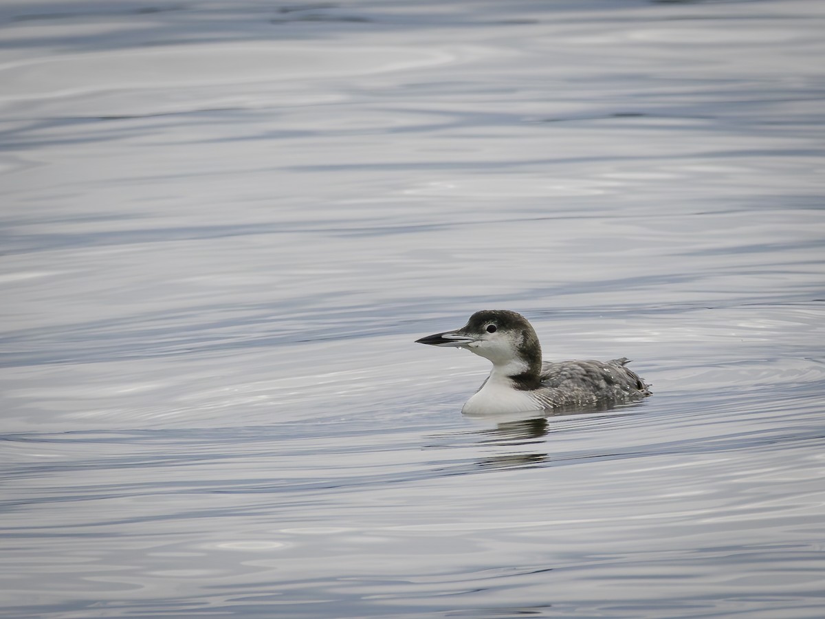Common Loon - ML647692591