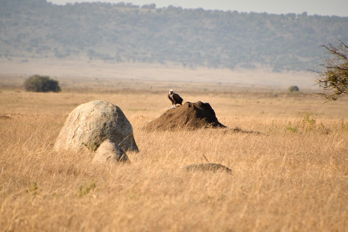 Lappet-faced Vulture - ML647692592