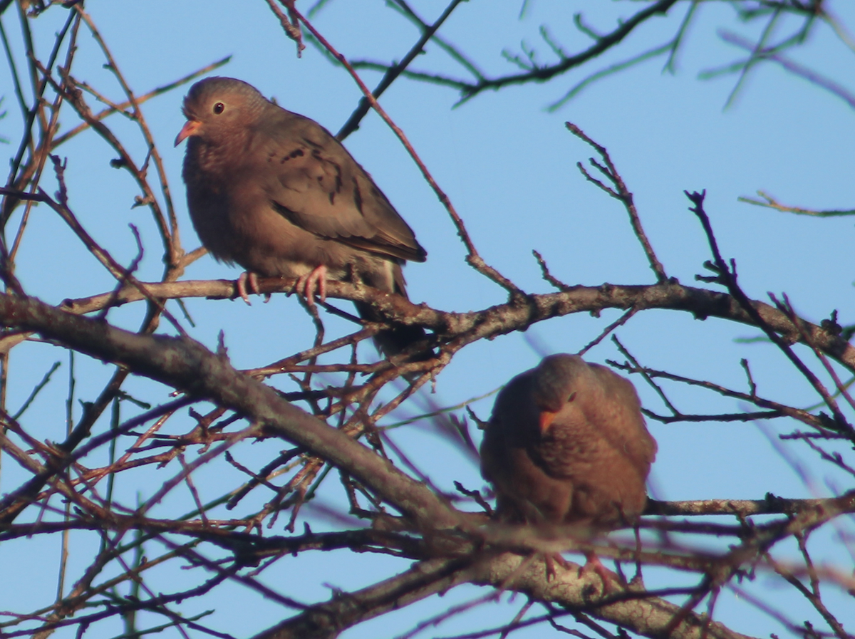 Common Ground Dove - ML647692594