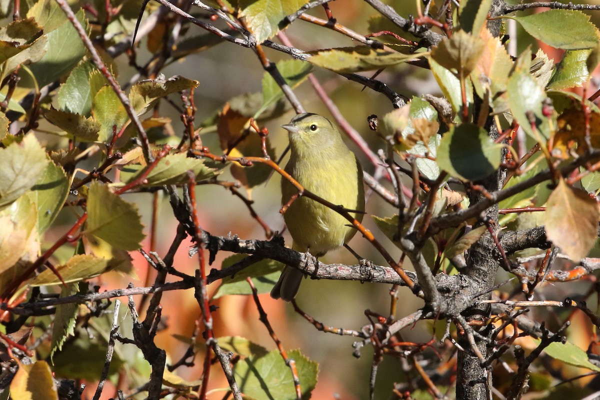 Orange-crowned Warbler - ML647692595