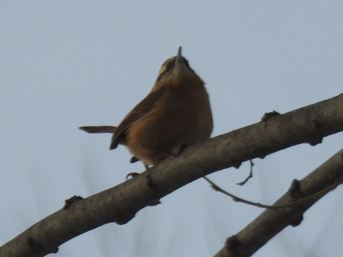 Carolina Wren - ML647692596