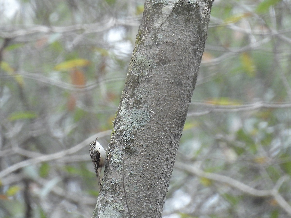 Brown Creeper - ML647692598