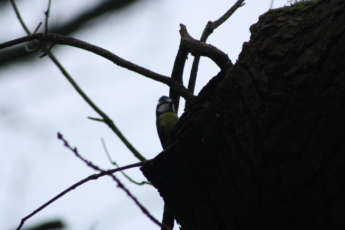 Eurasian Blue Tit - ML647692619