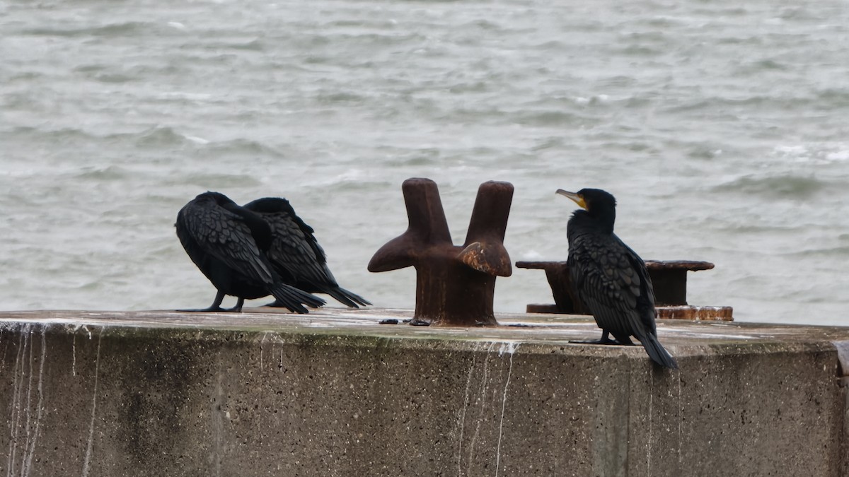 Great Cormorant - ML647692620