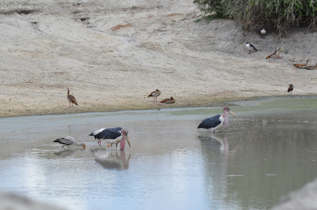 Marabou Stork - ML647692622