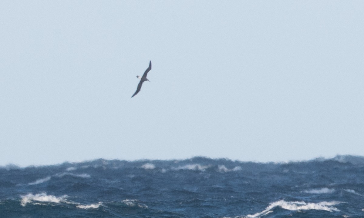White-capped Albatross - ML647692623
