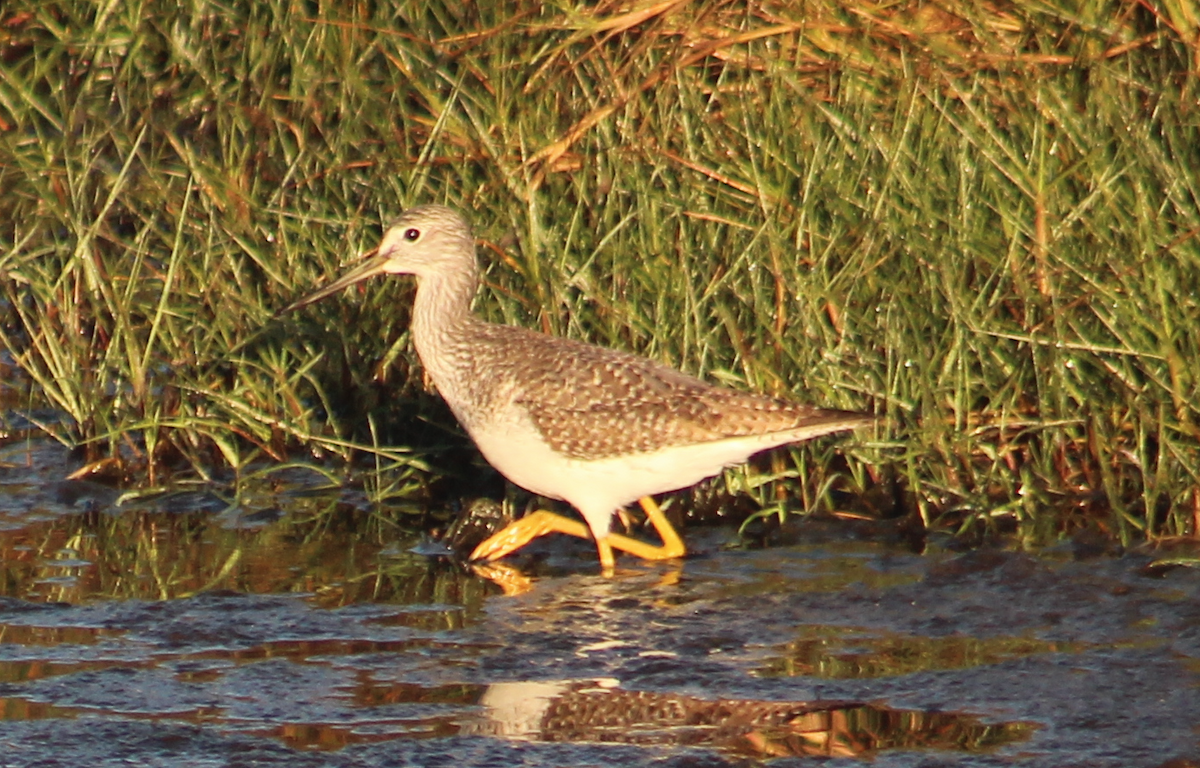 Greater Yellowlegs - ML647692624