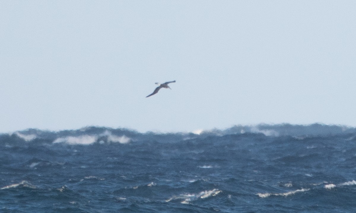 White-capped Albatross - ML647692626
