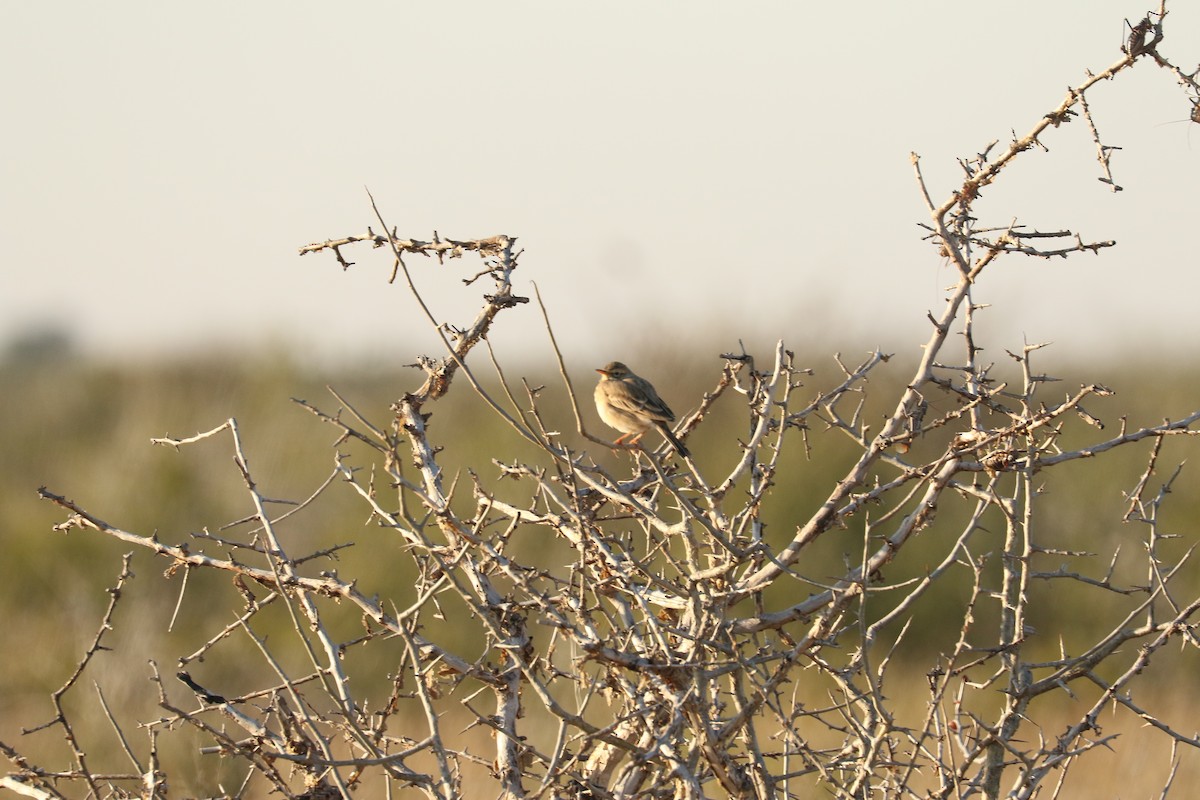 lark sp. - ML647692627