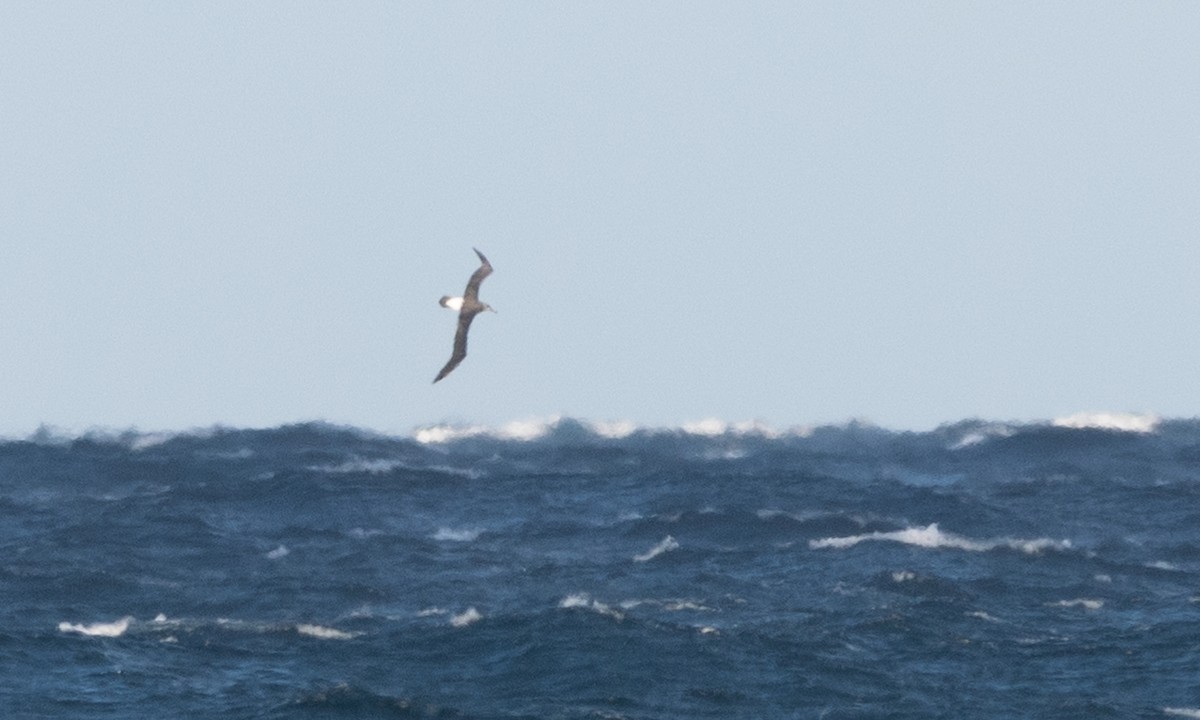 White-capped Albatross - ML647692629