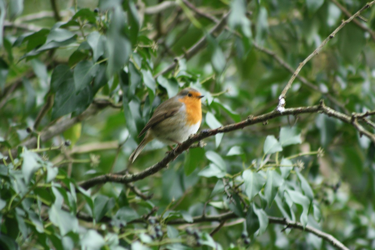 European Robin - ML647692630