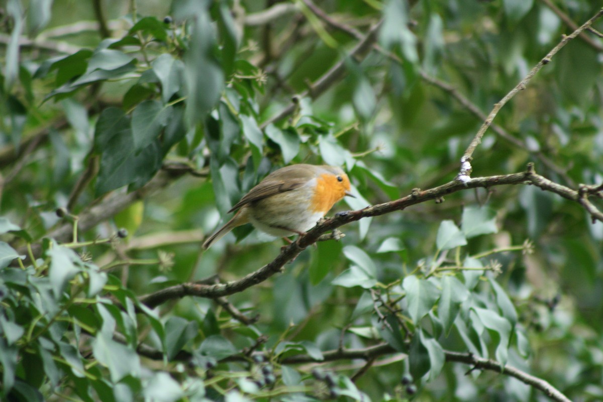 European Robin - ML647692631