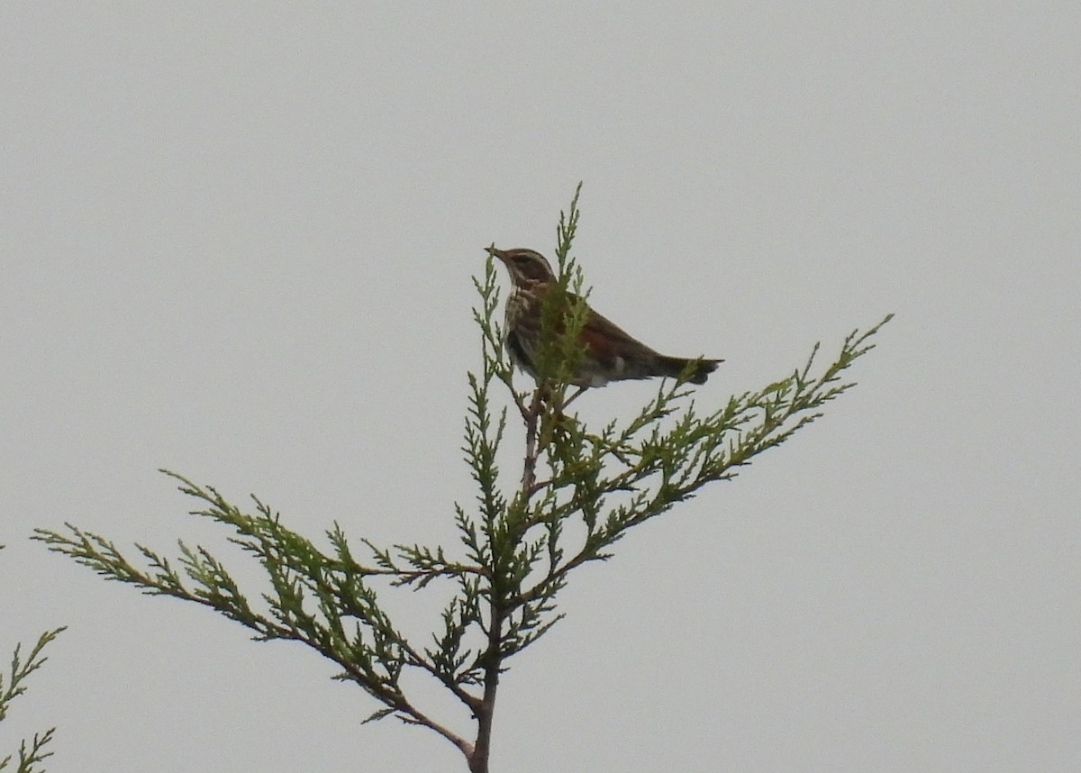 Redwing - ML647692632