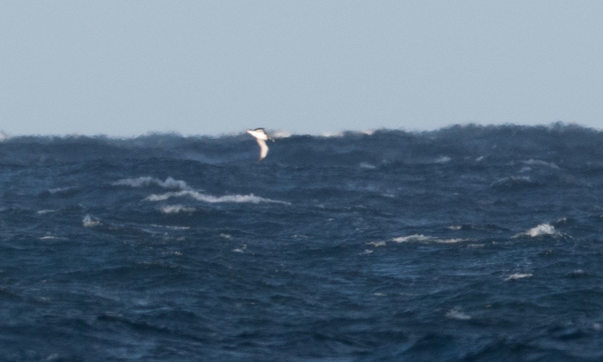 White-capped Albatross - ML647692633