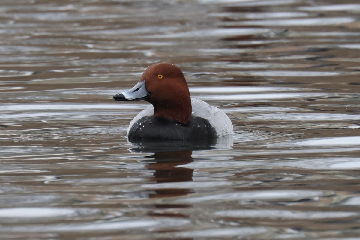 Redhead - ML647692634
