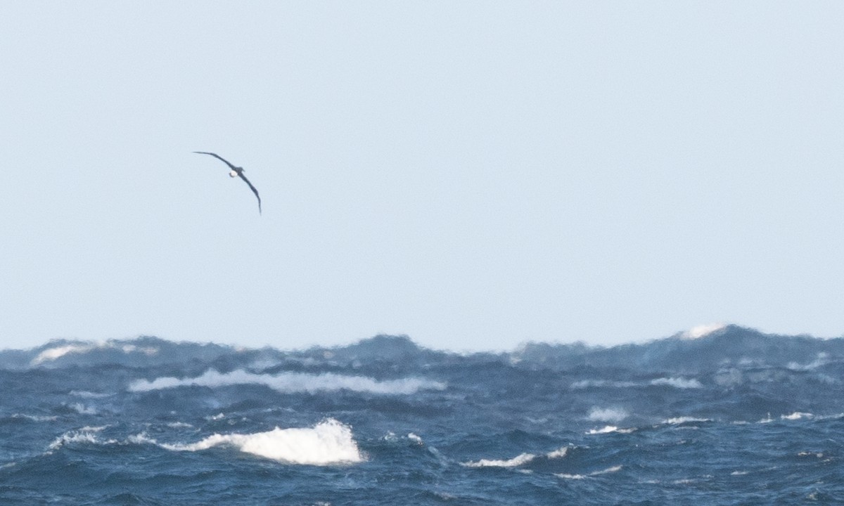 White-capped Albatross - ML647692635