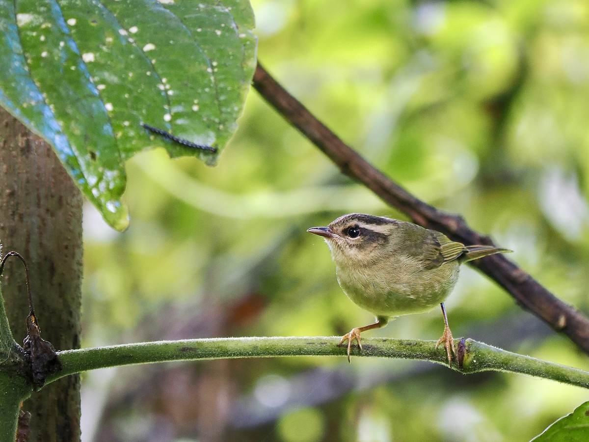 Three-striped Warbler - ML647692645