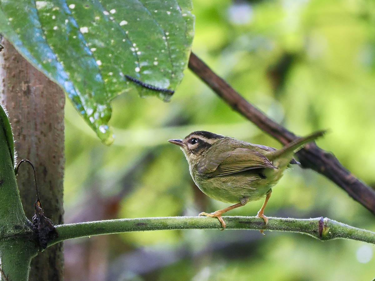 Three-striped Warbler - ML647692646