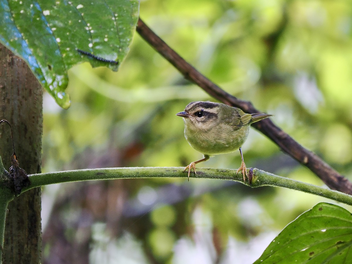 Three-striped Warbler - ML647692647