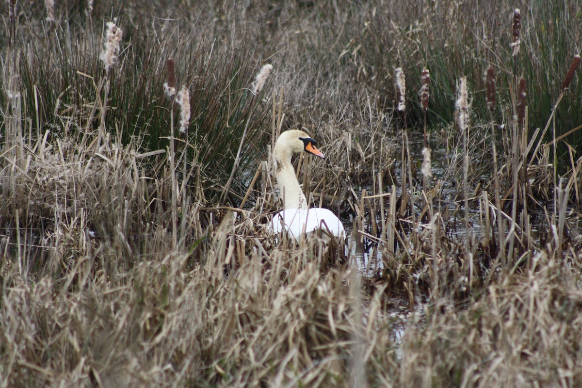 疣鼻天鵝 - ML647692717