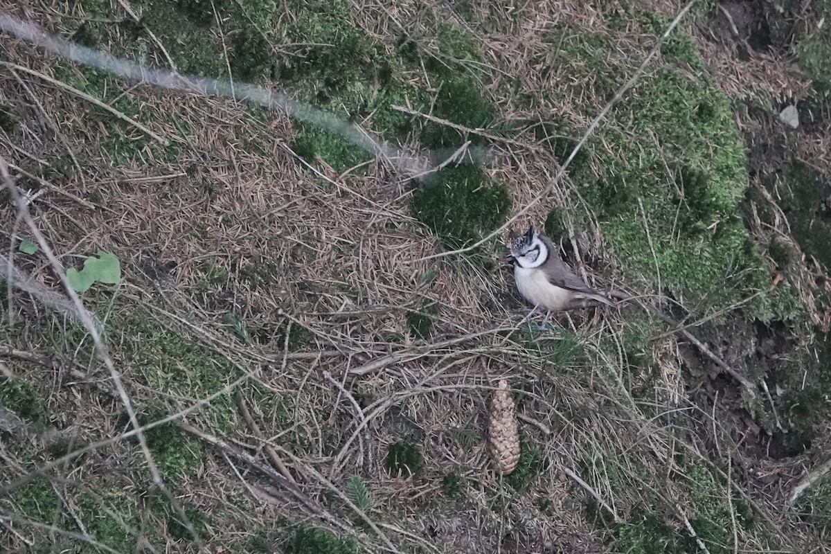 Crested Tit - ML647692718