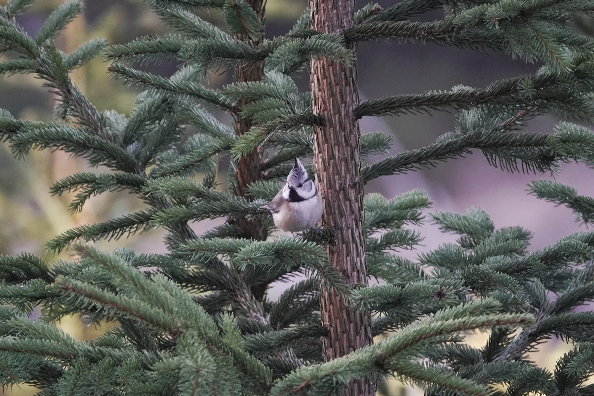Crested Tit - ML647692719
