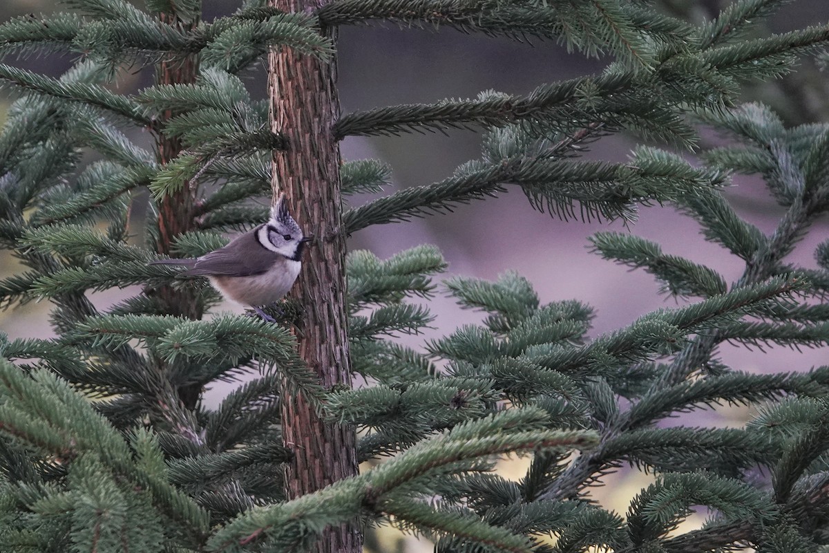 Crested Tit - ML647692720