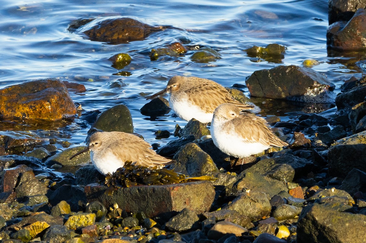 黑腹濱鷸 - ML647692722