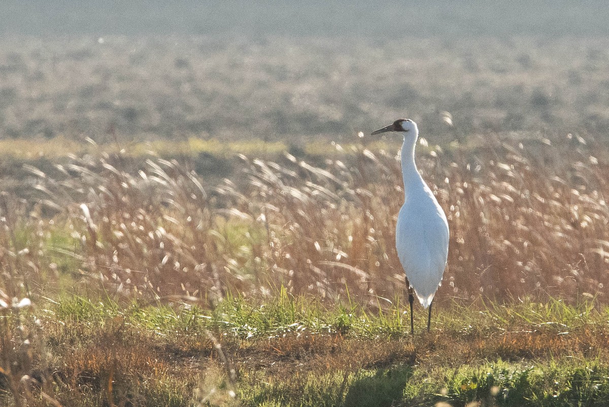 Whooping Crane - ML647692723