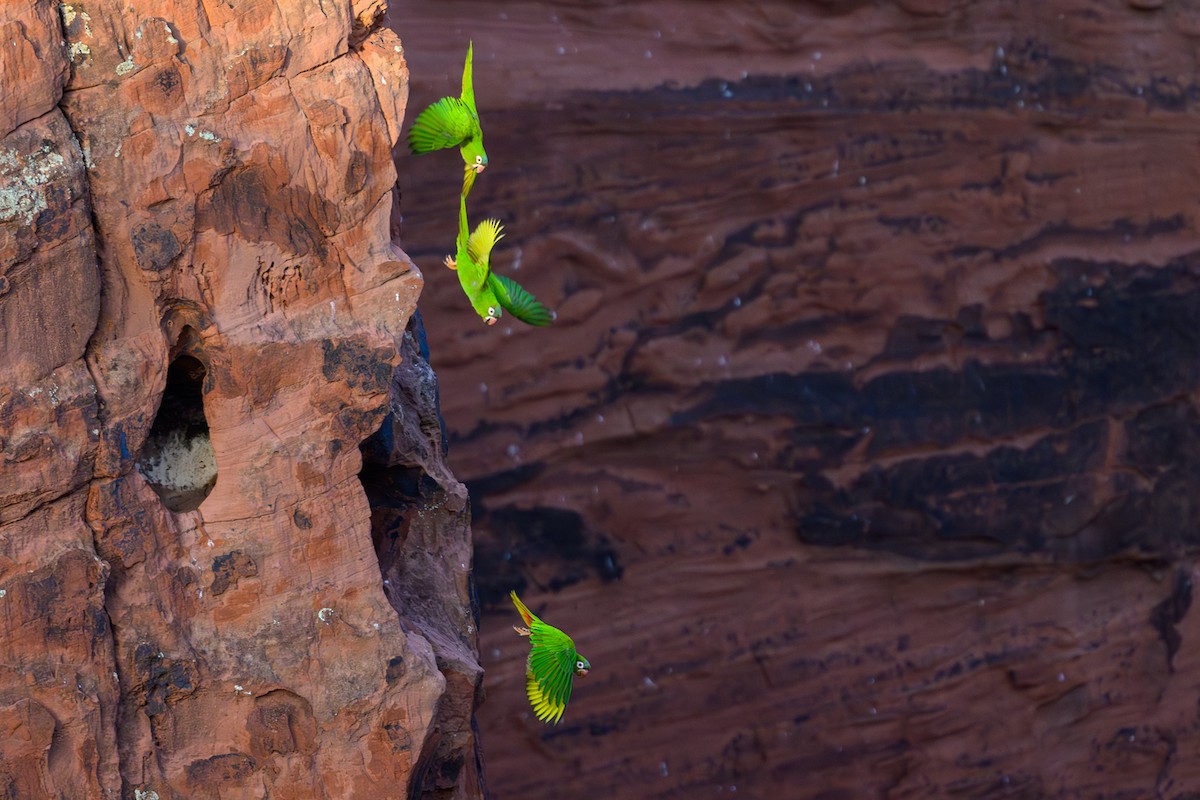 Blue-crowned Parakeet - ML647692736