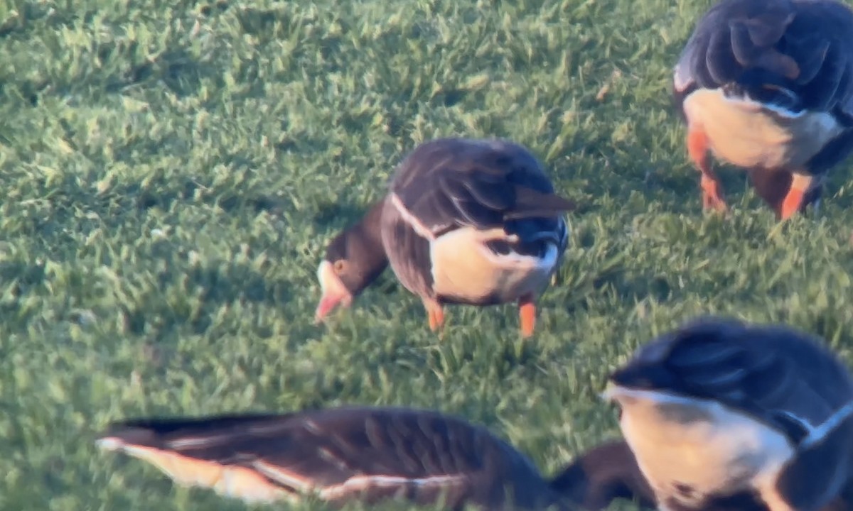 Küçük Sakarca - ML647692737