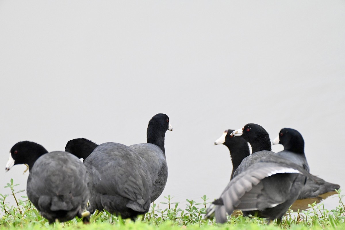 American Coot - ML647692738
