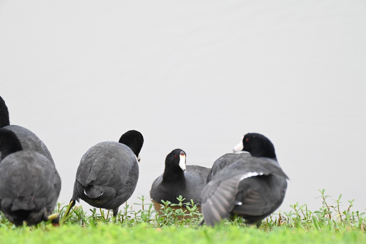 American Coot - ML647692739