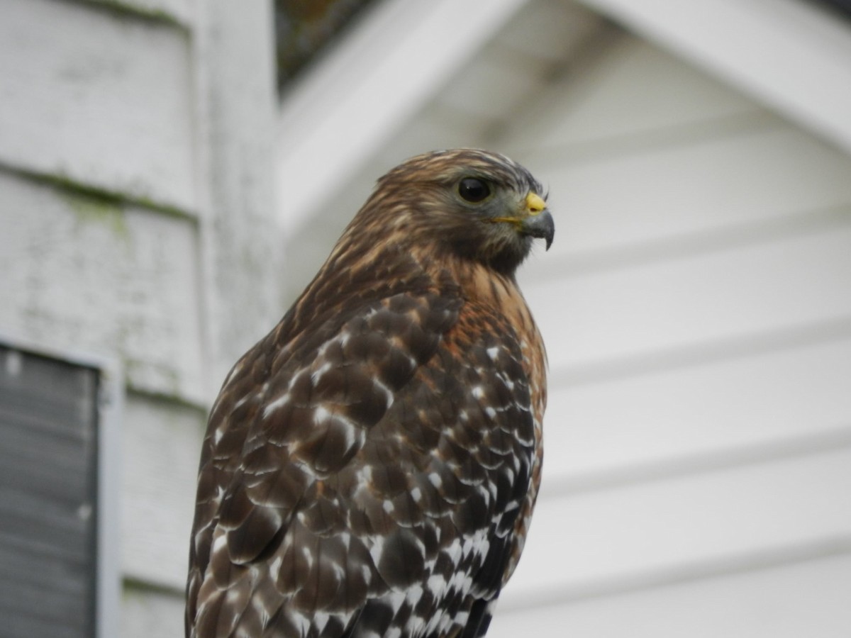 Red-shouldered Hawk - ML647692740