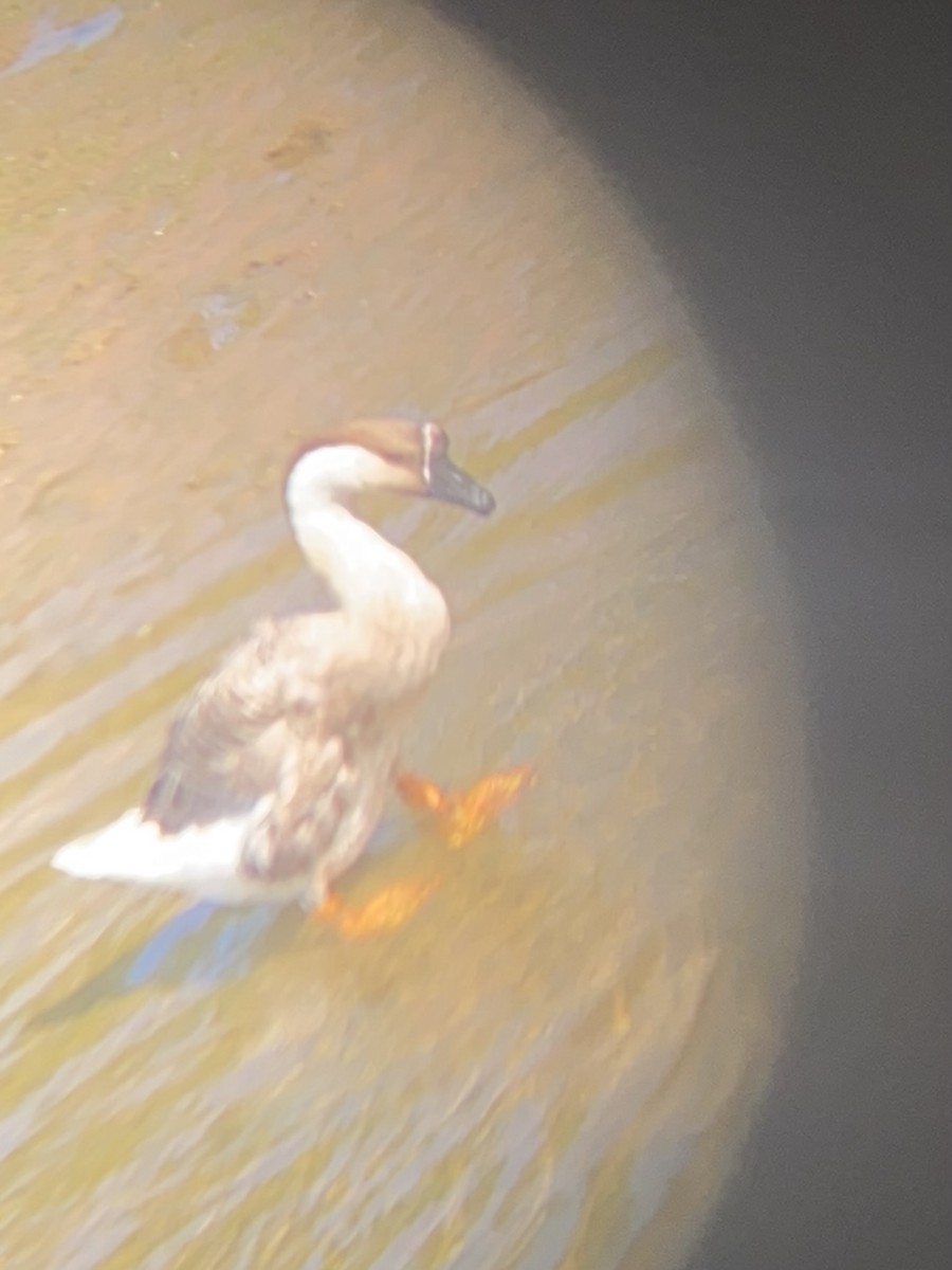 鴻雁(馴化) - ML647692742