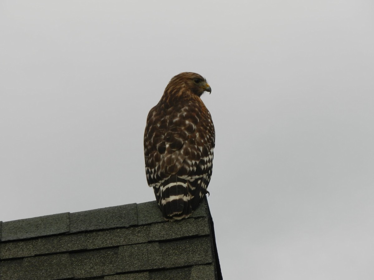 Red-shouldered Hawk - ML647692744