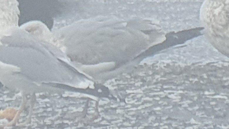 European Herring Gull - ML647692749