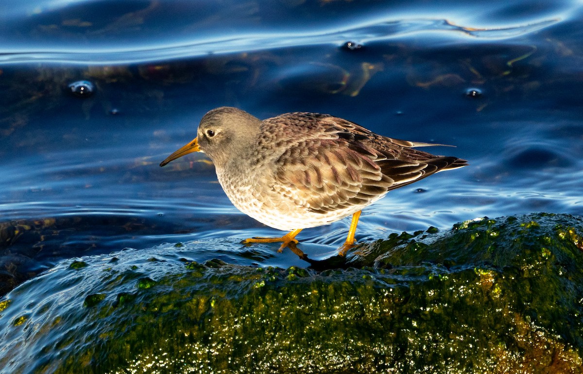 Purple Sandpiper - ML647692750