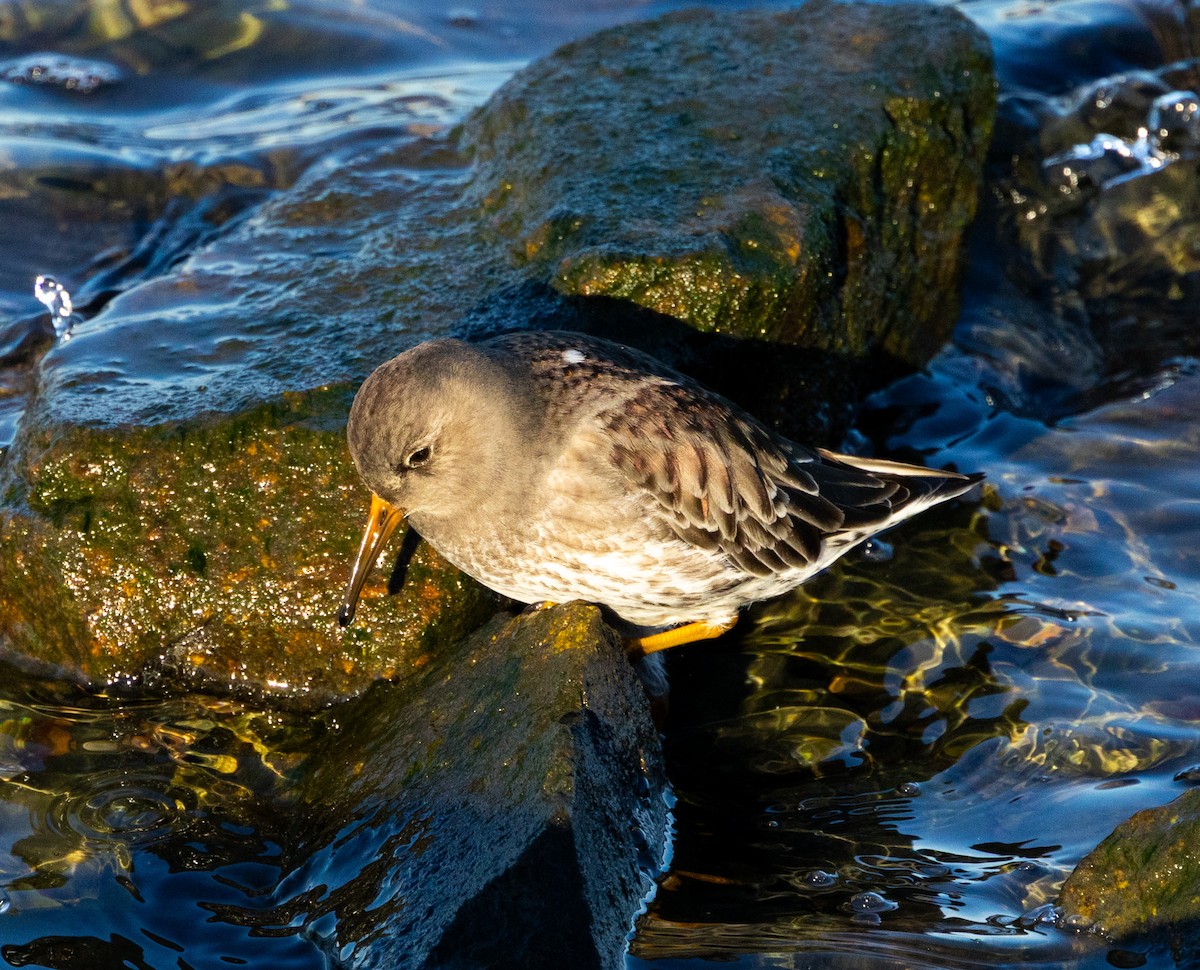 Purple Sandpiper - ML647692751