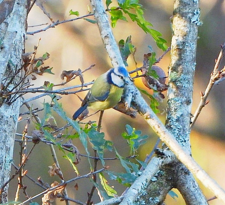 Herrerillo Común - ML647692772