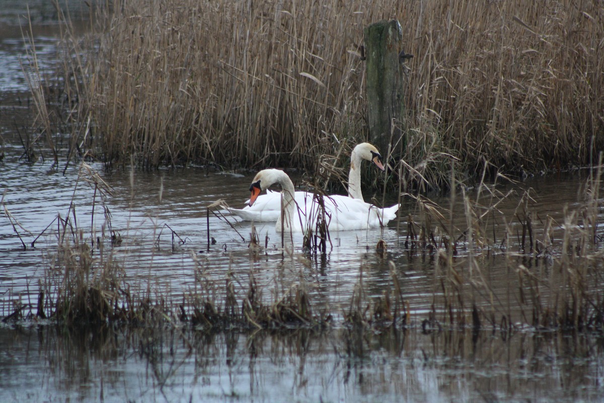 Лебідь-шипун - ML647692784