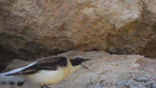 Eastern Black-eared Wheatear - ML647692812