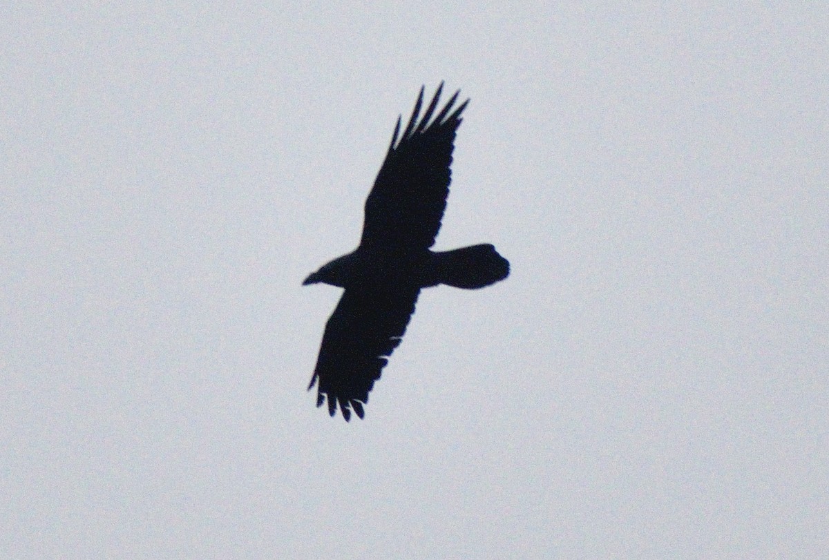 Common Raven - ML647692823