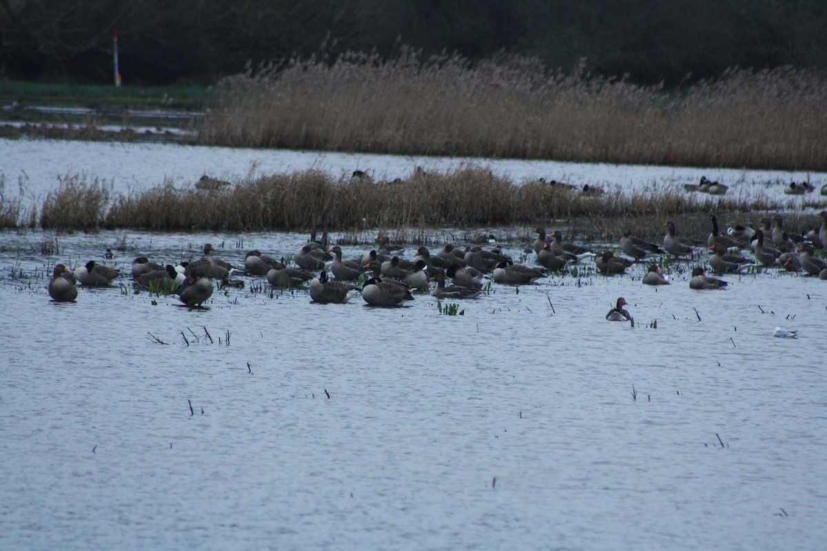 Oie cendrée - ML647692838