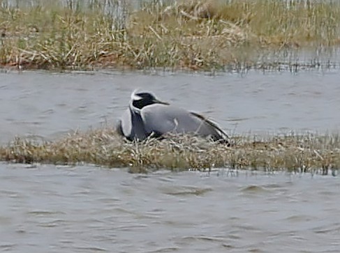 Telli Turna - ML647692852